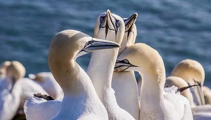 开云下载-篮球职业联赛引入先进训练数据分析，篮球职业联赛规则