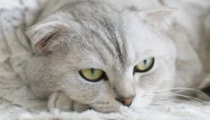 开云下载-篮球职业联赛引入先进训练数据分析，篮球职业联赛规则